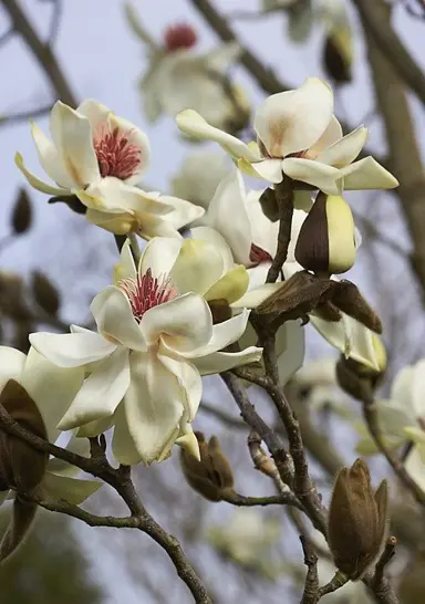 magnolia-campbellii-alba-1