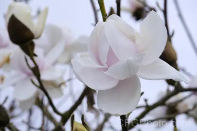 magnolia-campbellii-alba-2