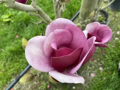 magnolia-cameo-1