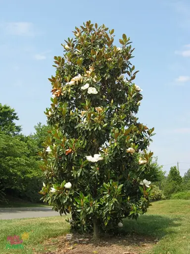Magnolia Coolwyn Gloss tree.