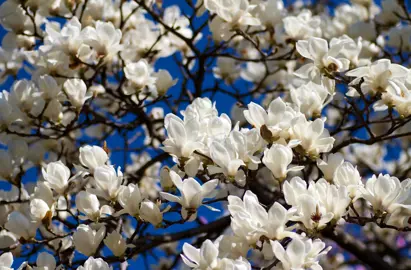 A stunning Magnolia denudata (Yulan Magnolia, Lily Tree) covered in elegant white flowers.