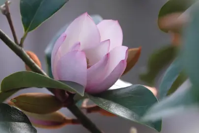 A very elegant Magnolia 'Fairy Blush' pink tinged flower.
