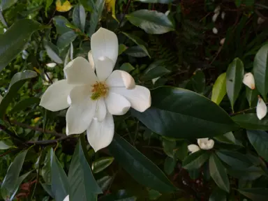 Magnolia 'Fairy Cream' cream-white flowers amidst lush, dark green foliage.