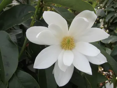 A stunning Magnolia 'Fairy White' flower amidst dark green foliage.
