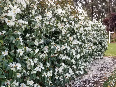 A stunning Magnolia 'Fairy White' hedge with masses of white flowers and dark green foliage.