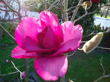 A spectacular Magnolia 'Felix' tree dark pink flower on a tree.