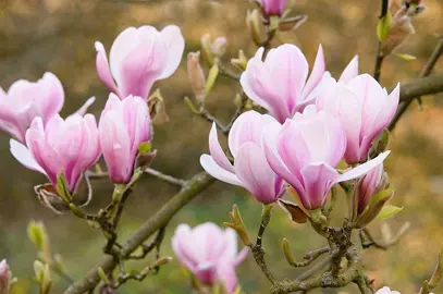 magnolia-forrests-pink--1