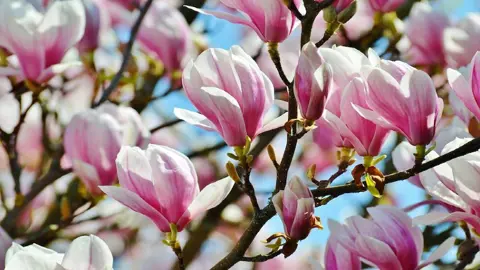 magnolia-forrests-pink--2