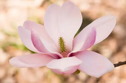 magnolia-forrests-pink-