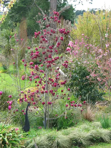 A Magnolia 'Genie' tree covered in flowers in a mixed planting.