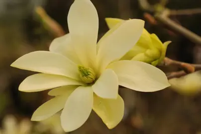 magnolia-gold-star-3