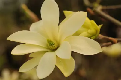 magnolia-stellata-gold-star-3