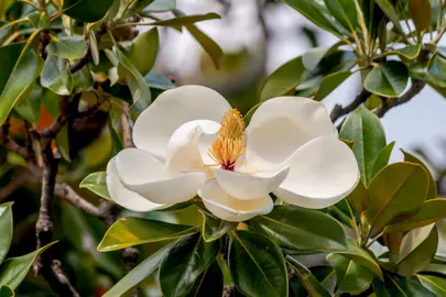 magnolia-jade-emperor-1