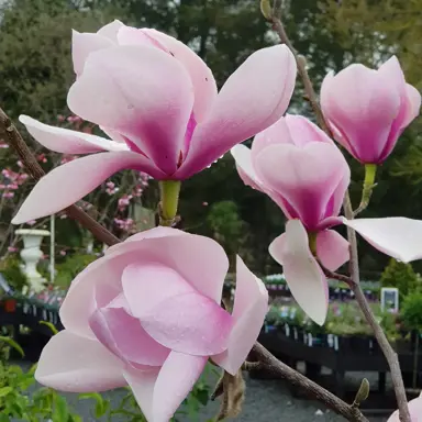 magnolia-holywell-