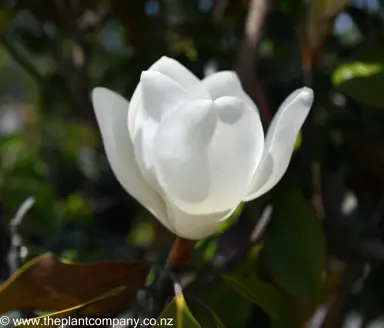 magnolia-kay-parris--1