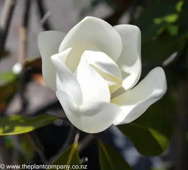 magnolia-kay-parris-