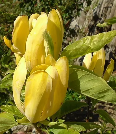 magnolia-koban-dori-