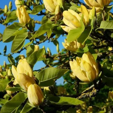 magnolia-koban-dori-1