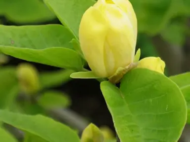 magnolia-koban-dori-2