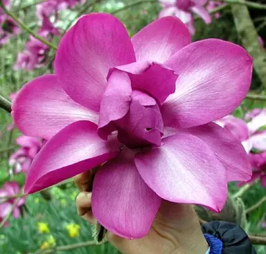 magnolia-lanarth--1