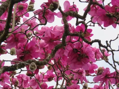 magnolia-lanarth--2