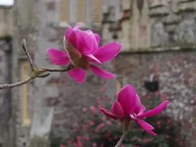 magnolia-lanarth-