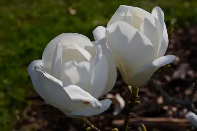 Stunning Magnolia 'Lennei alba' white flowers.