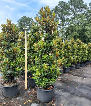Magnolia grandiflora 'Little Gem' trees in pots at a plant nursery.