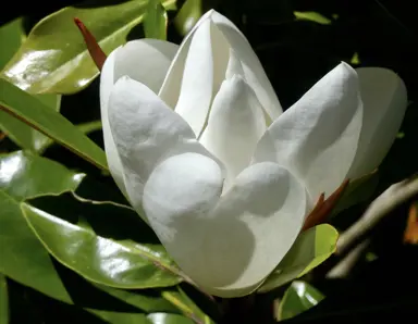 Magnolia grandiflora 'Little Gem' elegant white flower surrounded with lush, green foliage.