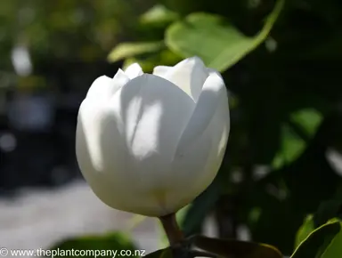 magnolia-little-gem-