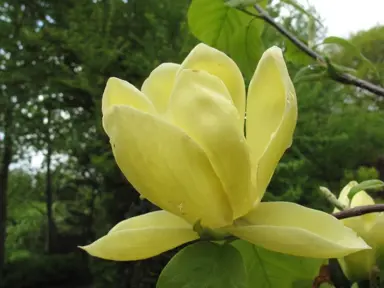magnolia-lois-