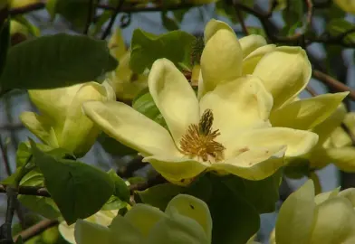magnolia-lois-1