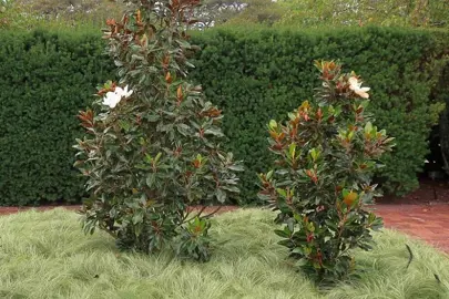magnolia-grandiflora-main-street-