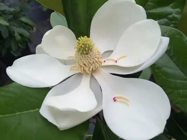 magnolia-grandiflora-main-street-1
