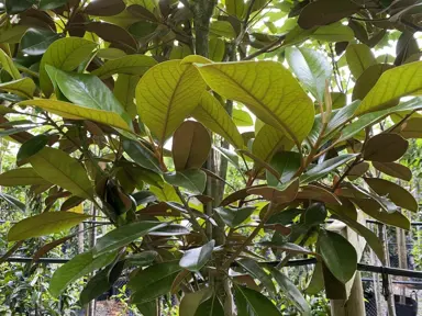 magnolia-grandiflora-main-street-2