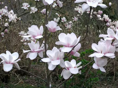 A stunning Magnolia 'Milky Way' tree with masses of light pink flowers.