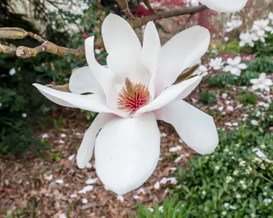 A stunning Magnolia 'Milky Way' light pink flowers.