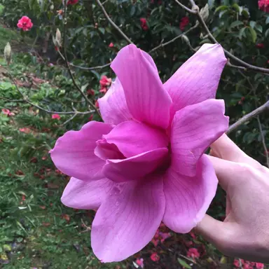 magnolia-purple-sensation-2