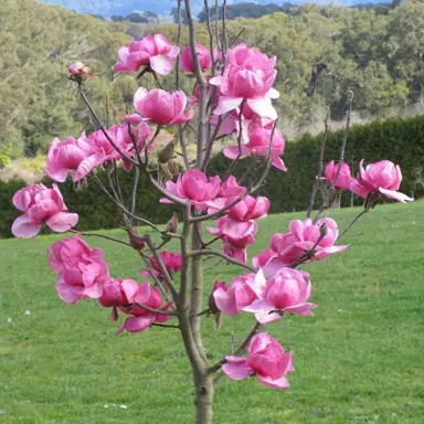 magnolia-purple-sensation-3