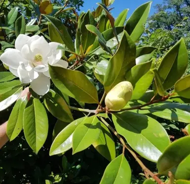 magnolia-russet-