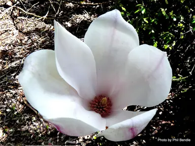 magnolia-soulangeana-san-jose-3
