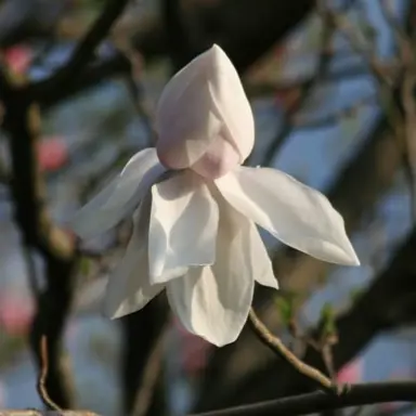 magnolia-sir-harold-hillier-1