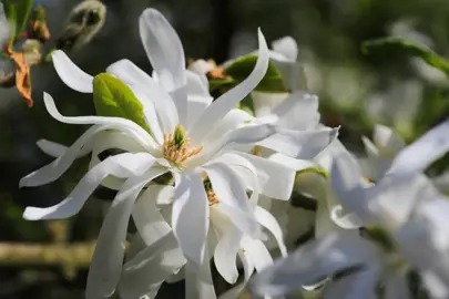 magnolia-royal-star-