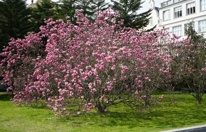 magnolia-soulangeana-rustica-rubra-2