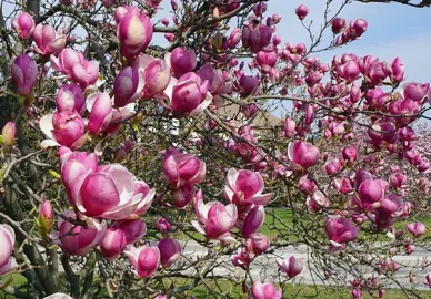 magnolia-soulangeana-rustica-rubra-3
