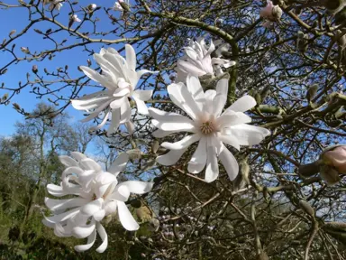 magnolia-stellata-king-rose-