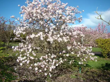 magnolia-stellata-king-rose-1