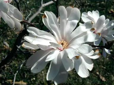 magnolia-stellata-king-rose-2