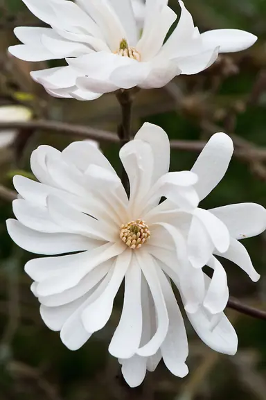 magnolia-stellata-king-rose-3
