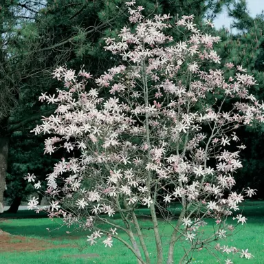 magnolia-stellata-rosea--1